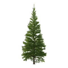 Fir (conifer) isolated transparent background 3d rendering PNG 16 bit
