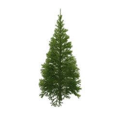 Fir (conifer) isolated transparent background 3d rendering PNG 16 bit
