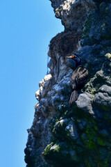 北海道等、日本近海の海でしか見られない赤い顔が特徴の海鳥、チシマウガラス