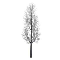 Obraz premium Tree snow covered isolated transparent background 3d rendering PNG 16 bit 