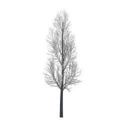 Tree snow covered isolated transparent background 3d rendering PNG 16 bit
