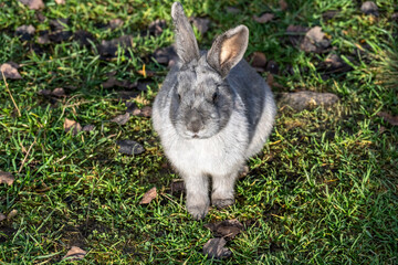 A beautiful rabbit in its natural habitat on an autumn day on a green lawn.