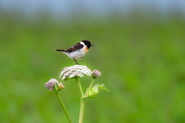 
奥日光や北海道の草原で初夏に出会える白黒の美しい野鳥ノビタキと黄色いニッコウキスゲの花