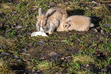 A beautiful rabbit in its natural habitat on an autumn day on a green lawn.