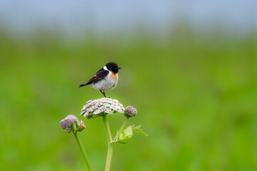 
奥日光や北海道の草原で初夏に出会える白黒の美しい野鳥ノビタキと黄色いニッコウキスゲの花