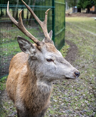 A beautiful fallow deer in its natural habitat on an autumn day on a green meadow.