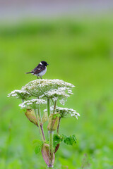 
奥日光や北海道の草原で初夏に出会える白黒の美しい野鳥ノビタキと黄色いニッコウキスゲの花