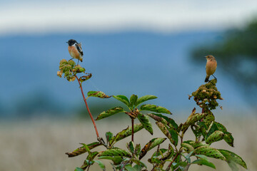 
奥日光や北海道の草原で初夏に出会える白黒の美しい野鳥ノビタキと黄色いニッコウキスゲの花