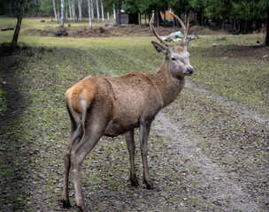 A beautiful fallow deer in its natural habitat on an autumn day on a green meadow.