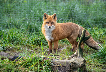 A red fox in its natural habitat on an autumn day on a green meadow.
