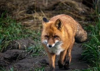A red fox in its natural habitat on an autumn day on a green meadow.
