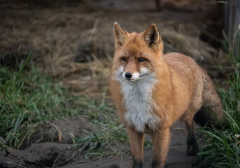 A red fox in its natural habitat on an autumn day on a green meadow.
