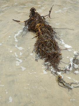 Seaweeds Twisted around Tree Branch Along Shoreline at Maghera Beach Donegal Ireland