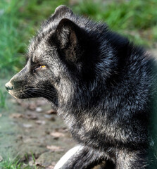 A silver fox in its natural habitat on an autumn day on a green meadow