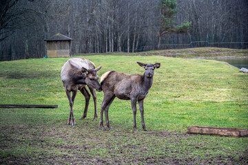 Obraz premium A South American llama in its natural habitat on an autumn day on a green lawn.