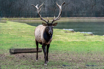 A South American llama in its natural habitat on an autumn day on a green lawn.
