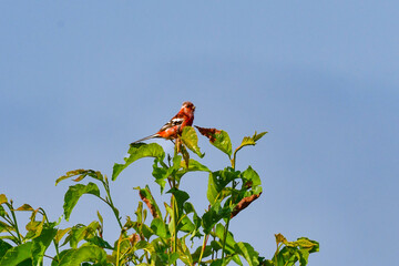 初夏から夏に北海道の草原や原生花園で見られる赤い美しい鳥、ローズピンクのベニマシコ