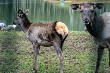 A South American llama in its natural habitat on an autumn day on a green lawn.