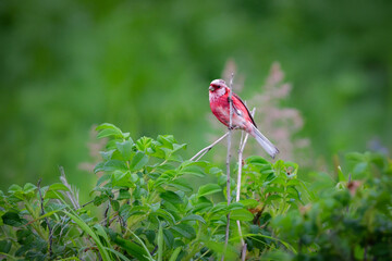 初夏から夏に北海道の草原や原生花園で見られる赤い美しい鳥、ローズピンクのベニマシコ