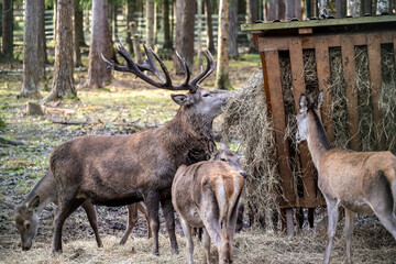 A South American llama in its natural habitat on an autumn day on a green lawn.