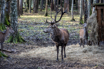 A South American llama in its natural habitat on an autumn day on a green lawn.