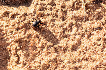 Black Beetle Walking Across Sunlit Sand