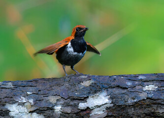沖縄でしか見られない日本固有種の珍しい鳥、赤い美しいホントウアカヒゲ