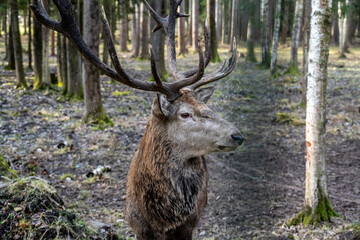 A South American llama in its natural habitat on an autumn day on a green lawn.