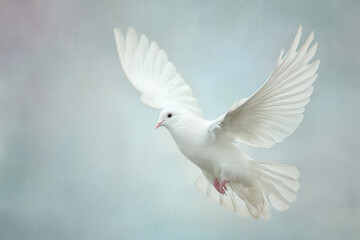 Obraz premium A graceful white dove flying in the air with wings spread wide