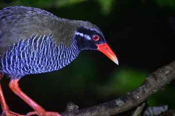 沖縄県のやんばる地方でしか見られない世界的に珍しい鳥、絶滅のおそれのあるヤンバルクイナ