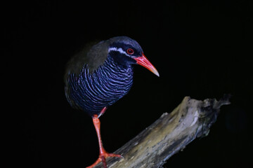 沖縄県のやんばる地方でしか見られない世界的に珍しい鳥、絶滅のおそれのあるヤンバルクイナ