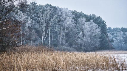Winter lake with reeds and frost-covered forest in the background.
