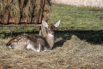 A South American llama in its natural habitat on an autumn day on a green lawn.