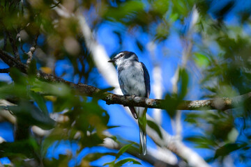 沖縄や奄美大島でよく見られる白と黒のスマートな印象の小鳥、リュウキュウサンショウクイ