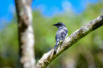沖縄や奄美大島でよく見られる白と黒のスマートな印象の小鳥、リュウキュウサンショウクイ
