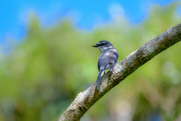 沖縄や奄美大島でよく見られる白と黒のスマートな印象の小鳥、リュウキュウサンショウクイ