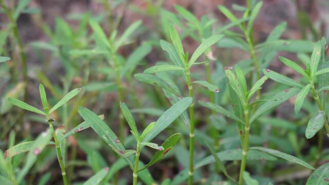 Fresh Green Alligator weed Field Closeup