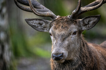 A South American llama in its natural habitat on an autumn day on a green lawn.