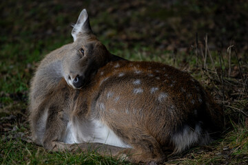 A South American llama in its natural habitat on an autumn day on a green lawn.