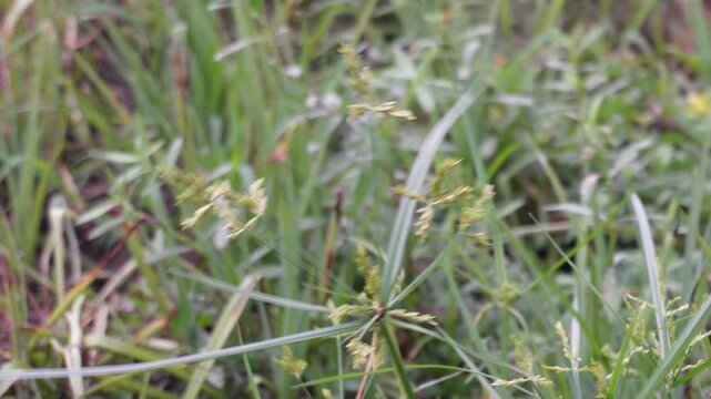 Nut Sedge Seed Head Close Up