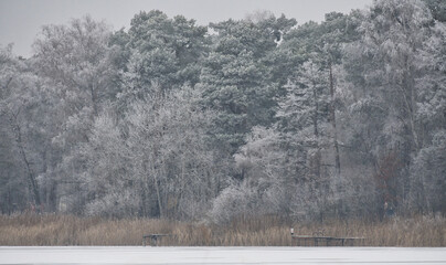 Winter lake with reeds and frost-covered forest in the background.