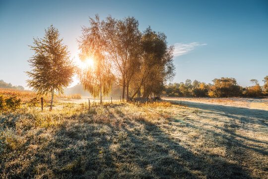 Sparkling frost covers the lush grass in a serene meadow as golden sunlight filters through the trees creating a calm atmosphere.