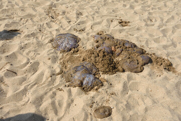 Jellyfish on the sand of a Mediterranean beach, Roses, Costa Brava, Catalonia, Spain