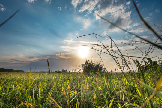 Low Angle View of Green Field at Sunset