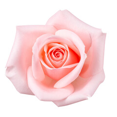 Delicate Pink Rose: A close-up view reveals a perfect, fully bloomed pink rose, its soft petals unfurling in exquisite detail, radiating elegance and beauty.