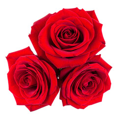 Passionate Blooms: Three radiant red roses, their velvety petals unfurling in a display of love, beauty, and timeless romance.