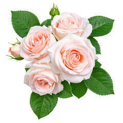 Blossoming Roses: A delicate arrangement of soft pink roses in full bloom, complemented by fresh green leaves, is a celebration of nature's beauty and the exquisite details of floral design.