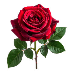 Crimson Rose in Bloom: The exquisite beauty of a solitary, vibrant crimson rose, its velvety petals unfurling in full bloom. A symbol of passion and love.