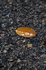 Orange and yellow fallen leaves with dew drops. Autumn leaves with water drops close-up. Dry Autumn Leaf Covered by Water Drops of Rain on Ground.