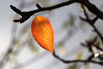 Beautiful bright autumn leaf with water droplets.